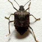 Brown_marmorated_stink_bug